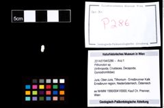 Foto (Objekt + Etikett) von Pithonoton sp.  (NHMW-GEO-2014-0194-0286)